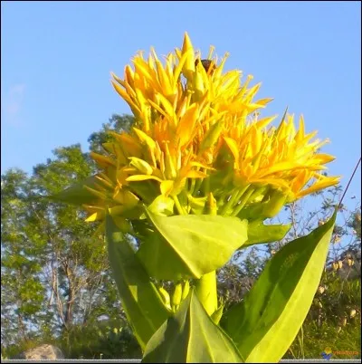 Quel est le nom de cette fleur sauvage jaune ?