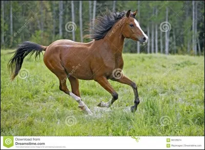 Quelle est cette robe de cheval ?