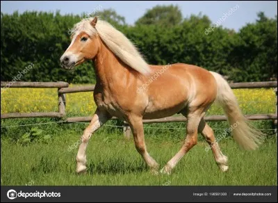 Quelle est cette robe de cheval ?