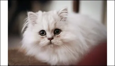 Dans le langage enfantin, qu'est-ce qu'un "minou" ?