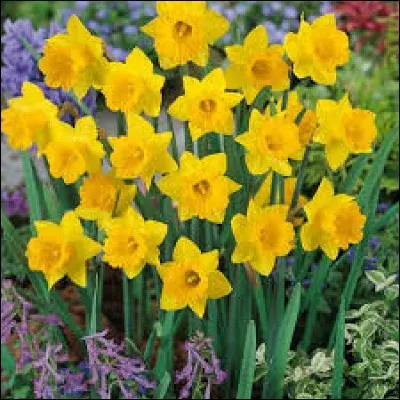 Quelle est cette fleur ?