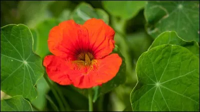 Et pour finir quelle est cette fleur ?