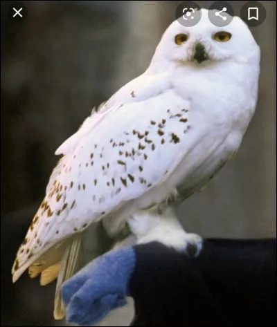 Comment s'appellent les animaux de compagnie du Golden Trio après le tome 3 ?