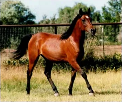 Quelle est cette robe ?