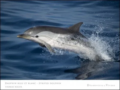 On peut trouver des dauphins communs à bec court en Méditerranée.