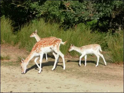 Le daim est moins rapides que ses cousins les chevreuils et les cerfs.