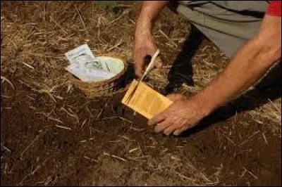 Quel légumes doivent être obligatoirement faits en semis direct ?