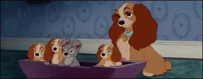 Dans "La Belle et le Clochard", quelle est la race de chien de Lady ?