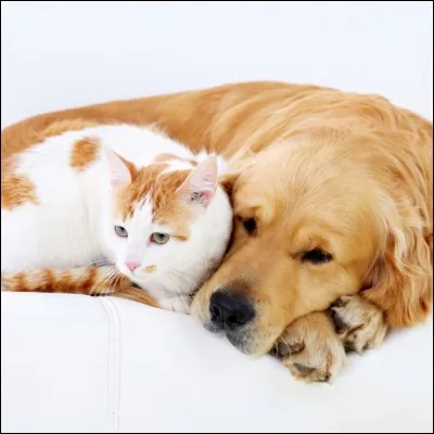 Quel animal de compagnie aimerais-tu avoir ?