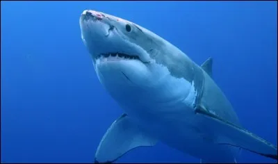 Quel est cet animal ?