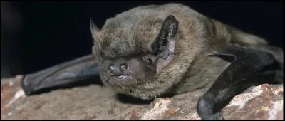 Quel est cet animal ?