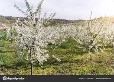 Un lieu plant&eacute; de cerisiers est une ...