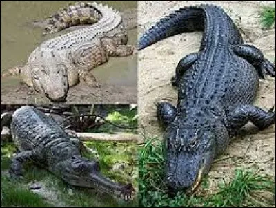 Lequel de ces trois reptiles vit en Amérique du Nord et en Chine ?