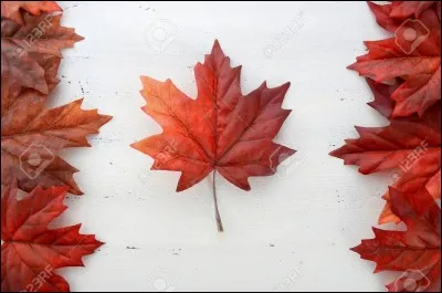 Quel arbre est le symbole du Canada ?