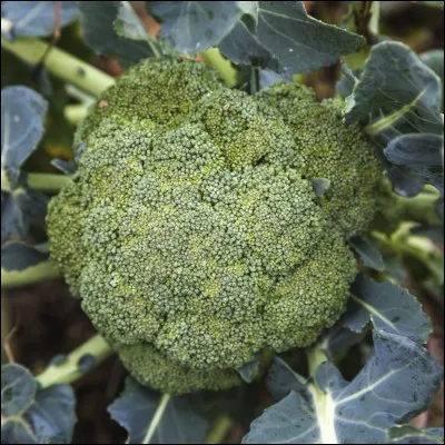 Aimes-tu les légumes ?