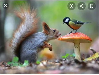 Et l'un de tes animaux préférés est :