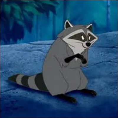 Où pouvez-vous voir ce raton-laveur ?