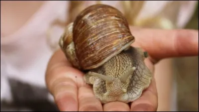 Cochez la bonne définition du mot "Hermaphrodite".