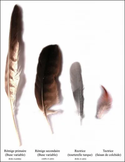 Qui a dit : "Un bon Indien est un Indien mort" ?