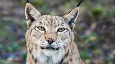 En France, le lynx est un animal protégé depuis...