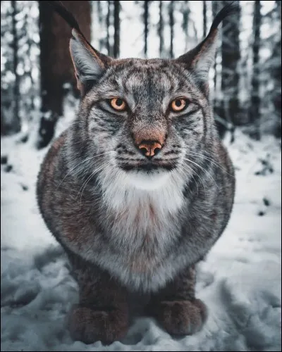 Le lynx vit ... en moyenne, selon les espèces.