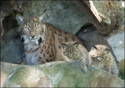 Il se reproduit à partir de...