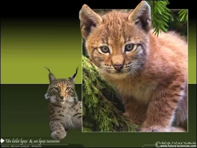 Les portées du lynx comptent...
