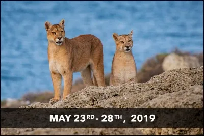 Quel est l'autre nom du puma ?