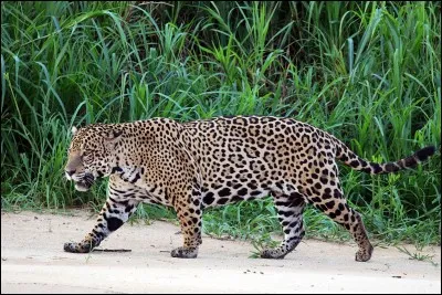 Le jaguar peut manger...