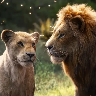 Le lion est le seul félin à vivre tout le temps en famille.