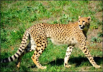 Les félins ont une mauvaise vue et ne voient pas dans l'obscurité.