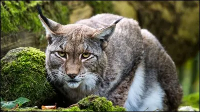 Le lynx appartient à l'ordre des carnivores et à la famille des...