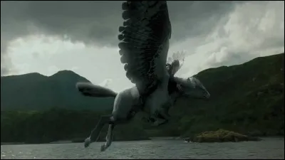 De quelle espèce est Buck, l'animal de Hagrid ?