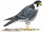 Quiz Animaux