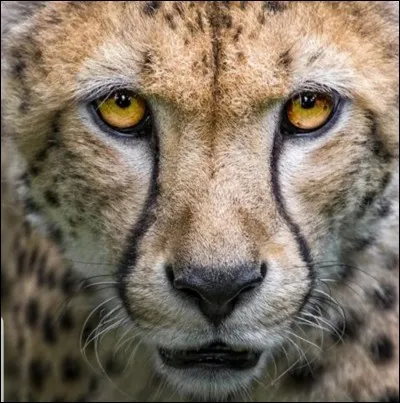 Et quels sont tes animaux préférés ?