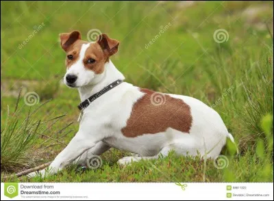 Quelle est cette race de chiens ?