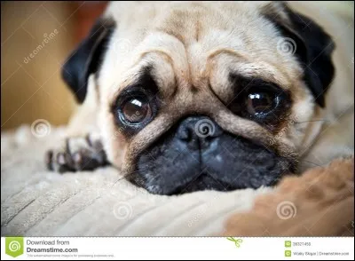 Connais-tu cette race de chiens ?