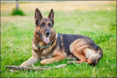 Quelle est cette race de chiens ?