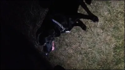 Quelle est l'espèce de ces LPS ?