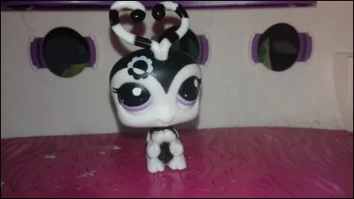 Quelle est la race de ce PetShop ?