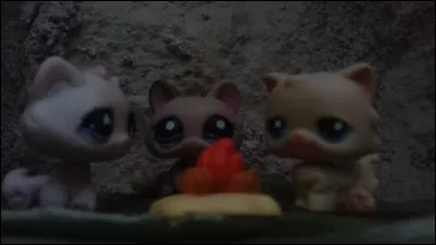 Que sont ces PetShop ?