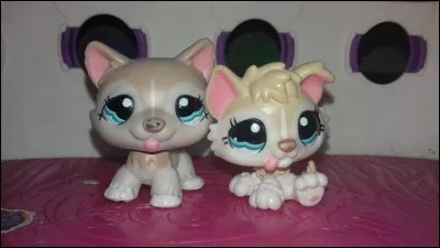 De quel pack viennent ces PetShop ?