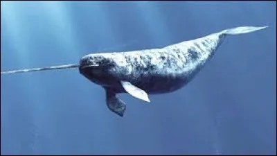 Le narval est aussi appelé poisson épée.