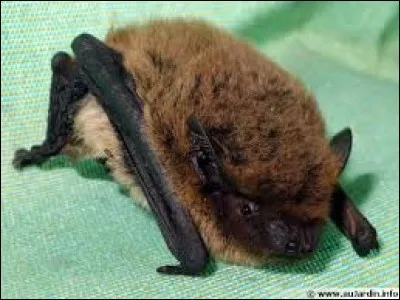 La chauve-souris est un oiseau.