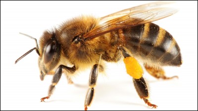 Les abeilles communiquent par :
