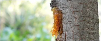 S.V.T. (biologie) : 
Quelle est la différence entre une sève brute et une sève élaborée ?