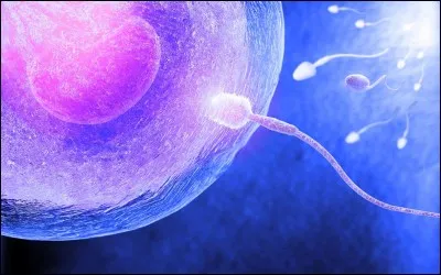 S.V.T. (biologie) : 
Pour la fécondation, il faut l'union d'un gamète mâle (...) et d'un gamète femelle (...) .