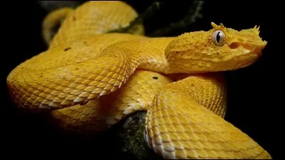 Maintenant, un peu de biologie et allons voir la vipère de Schlegel, surnommée "Vipère à cils" ! 
Sur quel continent peut-on la trouver ?