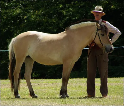 D'où vient la race du cheval des fjords ?
