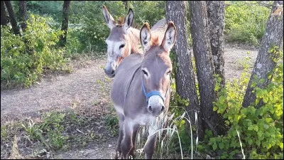 Existe-t-il une espèce d'âne domestique ?